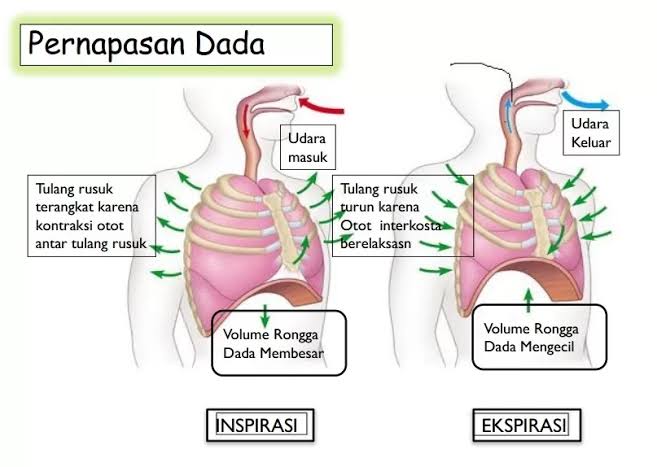 Mekanisme Pernapasan Dada