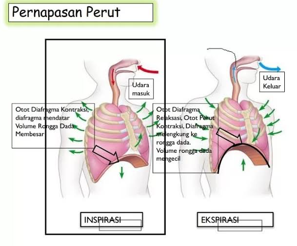 Mekanisme Pernapasan Perut